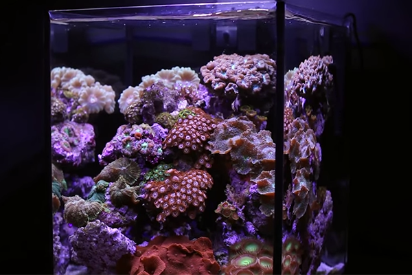 nano-tengeri-akvárium