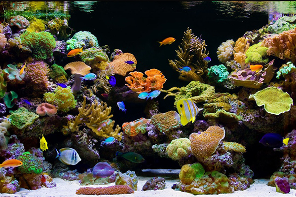 tengeri-akvárium