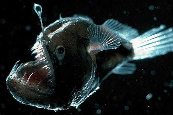 deep-sea-anglerfish-aquariumkutsera