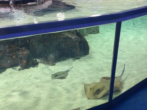 IMG_0599
