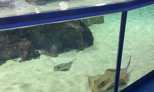 Tropicarium – Rájasimogató