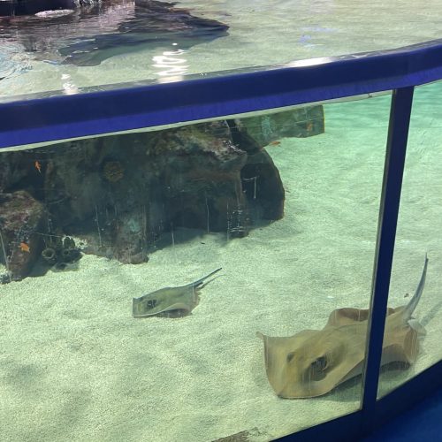 Tropicarium – Rájasimogató